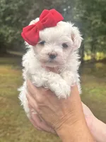 Sweetie , a female Maltese for sale in Pisgah, AL – 3 of 8