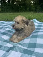 Chocolate, a male Maltipoo for sale in Pisgah, AL – 5 of 10