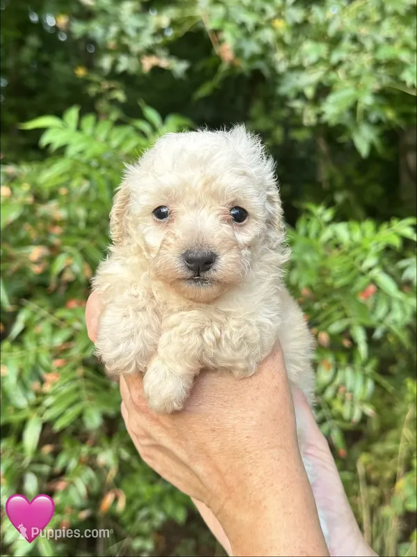 Pink – Maltipoo puppy for sale in Pisgah, AL
