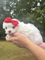 Sweetie , a female Maltese for sale in Pisgah, AL – 5 of 8