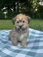 Chocolate, a male Maltipoo for sale in Pisgah, AL – 4 of 10
