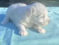 White, a female Maltipoo for sale in Pisgah, AL – 3 of 3