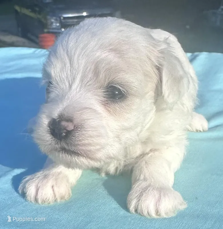 White – Maltipoo puppy for sale in Pisgah, AL