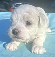 White, a female Maltipoo for sale in Pisgah, AL – 1 of 3