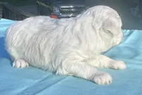 White, a female Maltipoo for sale in Pisgah, AL – 2 of 3