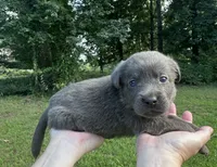 Charcoal, a female Labrador Retriever for sale in Pisgah, AL – 5 of 5