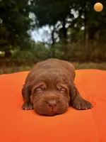 Pumkin, a female Labrador Retriever for sale in Pisgah, AL – 4 of 4