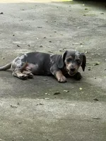 Hannon, a male Miniature Dachshund for sale in Rydal, GA – 5 of 6