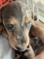 Hannon, a male Miniature Dachshund for sale in Rydal, GA – 3 of 6