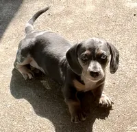 Hannon, a male Miniature Dachshund for sale in Rydal, GA – 4 of 6
