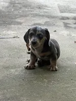 Hannon, a male Miniature Dachshund for sale in Rydal, GA – 6 of 6