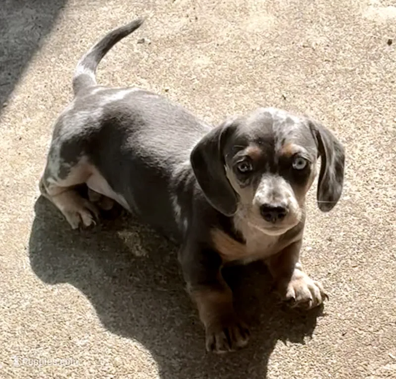 Hannon – Miniature Dachshund puppy for sale in Rydal, GA