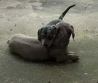 Hannon, a male Miniature Dachshund for sale in Rydal, GA – 2 of 6