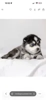 Emmett, a male Pomsky for sale in Fulshear, TX – 2 of 3