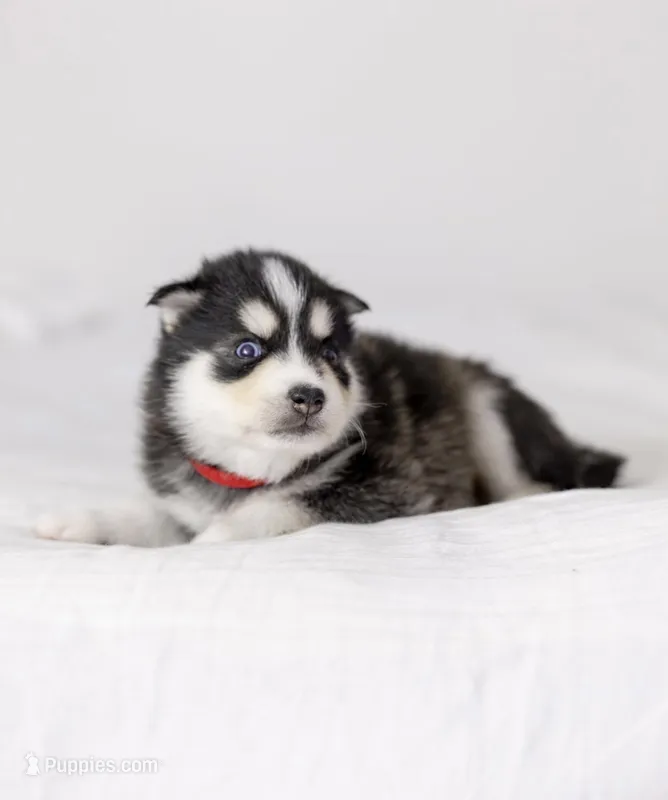 Jasper – Pomsky puppy for sale in Fulshear, TX