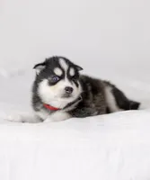 Jasper, a male Pomsky for sale in Fulshear, TX – 1 of 3