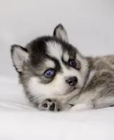 Jacob, a male Pomsky for sale in Fulshear, TX – 2 of 3