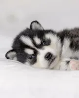 Edward, a male Pomsky for sale in Fulshear, TX – 4 of 4