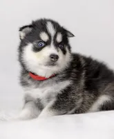 Jasper, a male Pomsky for sale in Fulshear, TX – 2 of 3