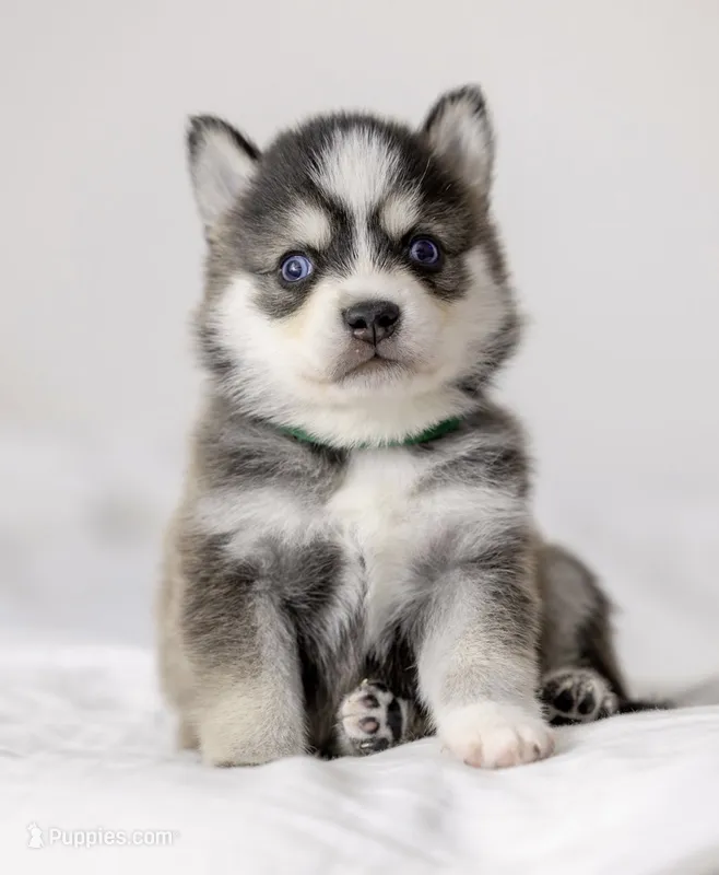 Jacob – Pomsky puppy for sale in Fulshear, TX