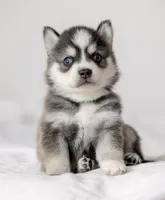 Jacob, a male Pomsky for sale in Fulshear, TX – 1 of 3