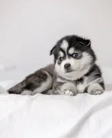 Emmett, a male Pomsky for sale in Fulshear, TX – 3 of 3