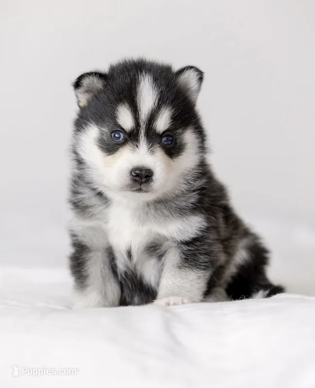 Edward – Pomsky puppy for sale in Fulshear, TX