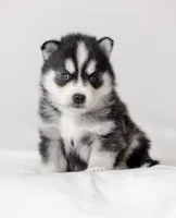 Edward, a male Pomsky for sale in Fulshear, TX – 1 of 4