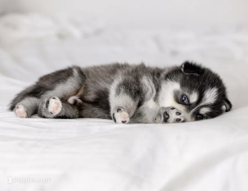 Emmett – Pomsky puppy for sale in Fulshear, TX