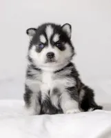 Edward, a male Pomsky for sale in Fulshear, TX – 3 of 4