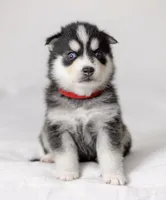 Jasper, a male Pomsky for sale in Fulshear, TX – 3 of 3