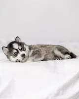 Jacob, a male Pomsky for sale in Fulshear, TX – 3 of 3