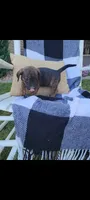 Darla , a female Rat Terrier and Labrador Retriever for sale in Montgomery, IN – 5 of 10