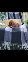 Danielle, a female Miniature Dachshund for sale in Montgomery, IN – 8 of 8