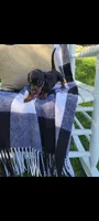 Dominic , a male Miniature Dachshund for sale in Montgomery, IN – 6 of 6