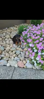 Dominic , a male Miniature Dachshund for sale in Montgomery, IN – 3 of 6