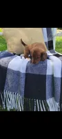 Daisy, a female Miniature Dachshund for sale in Montgomery, IN – 4 of 8