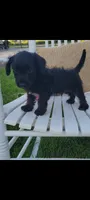 Andy, a male Jack Russell Terrier and Poodle - Miniature  for sale in Montgomery, IN – 2 of 3