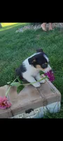 Eddie , a male Cardigan Welsh Corgi and Pembroke Welsh Corgi for sale in Montgomery, IN – 3 of 3