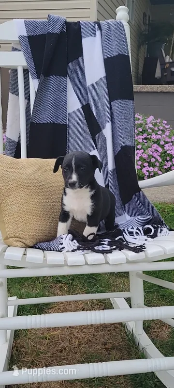 Kale – Jack Russell Terrier, Rat Terrier puppy for sale in Montgomery, IN