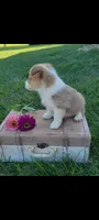 Emma, a female Cardigan Welsh Corgi and Pembroke Welsh Corgi for sale in Montgomery, IN – 2 of 3