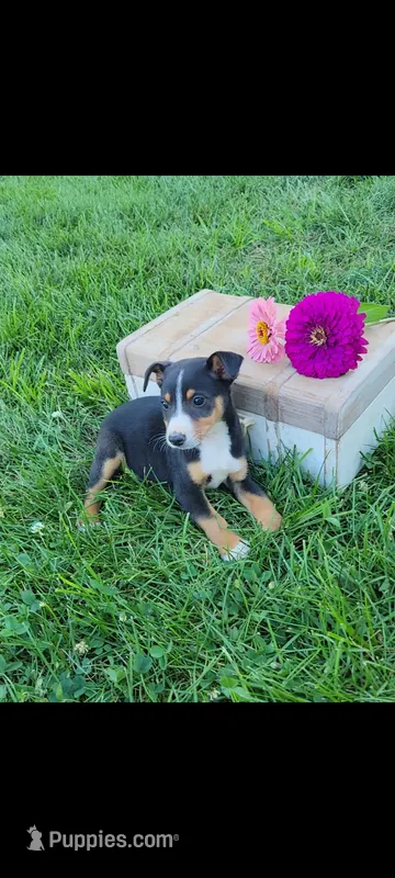 Timmy – Jack Russell Terrier, Rat Terrier puppy for sale in Montgomery, IN