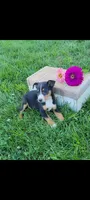Timmy, a male Jack Russell Terrier and Rat Terrier for sale in Montgomery, IN – 1 of 3
