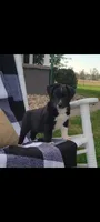 Keith, a male Jack Russell Terrier and Rat Terrier for sale in Montgomery, IN – 7 of 7