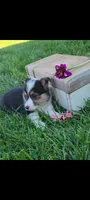 Eldon, a male Cardigan Welsh Corgi and Pembroke Welsh Corgi for sale in Montgomery, IN – 3 of 3