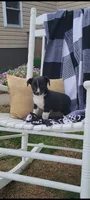 Kale, a male Jack Russell Terrier and Rat Terrier for sale in Montgomery, IN – 3 of 4