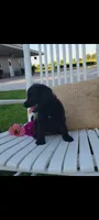 Addy, a female Jack Russell Terrier and Poodle - Miniature  for sale in Montgomery, IN – 2 of 3
