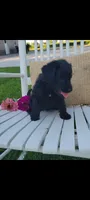 Addy, a female Jack Russell Terrier and Poodle - Miniature  for sale in Montgomery, IN – 3 of 3