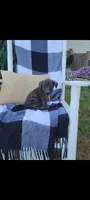 Dolly, a female Rat Terrier and Labrador Retriever for sale in Montgomery, IN – 6 of 6