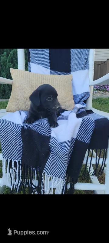 Duke – Rat Terrier, Labrador Retriever puppy for sale in Montgomery, IN